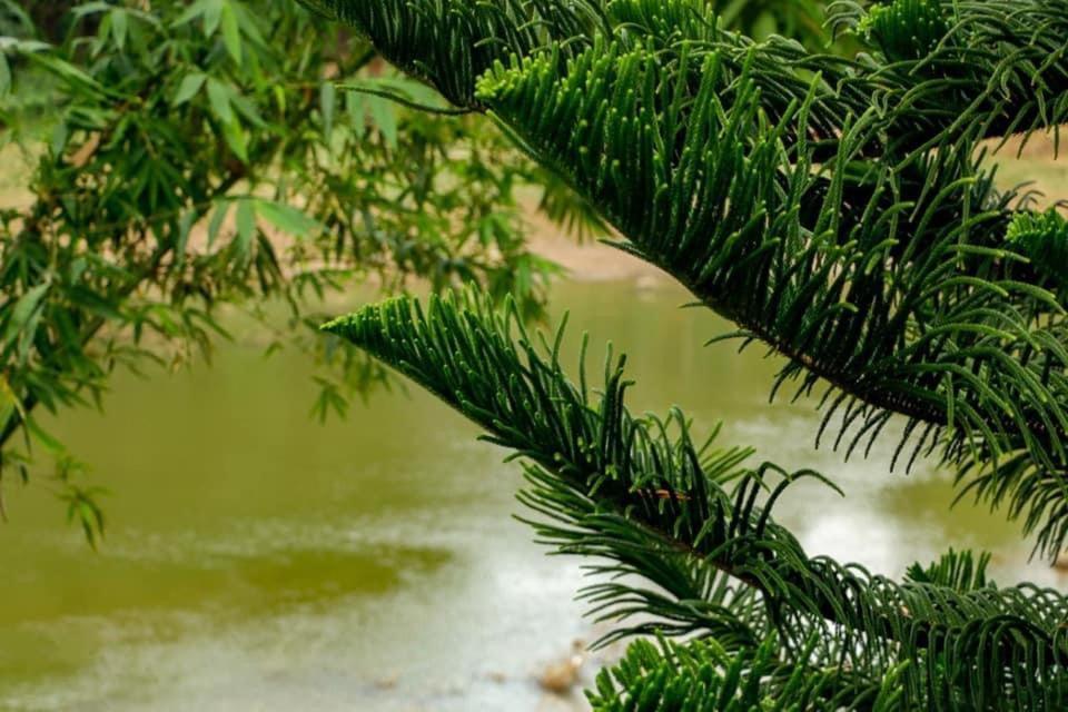 Sadhara River View Lodge Kandy Zewnętrze zdjęcie